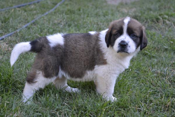 /Images/uploads/Humane Society of Utah/HSUCalendar/entries/1149thumb.jpg